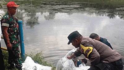 Penebaran benih ikan di Sungai Dareh