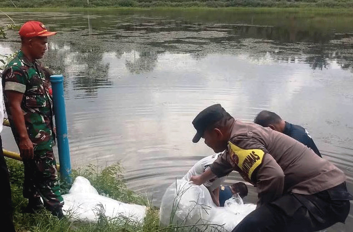 Penebaran benih ikan di Sungai Dareh