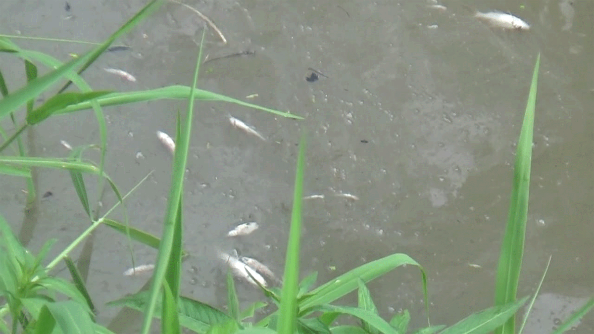 Ikan yang mengpung di Sungai Liberia.