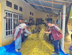 Mahasiswa KKN Unand Edukasi Inovasi Pakan Ternak Melalui Silase Jerami Padi di Nagari Padang Ganting, Tanah Datar
