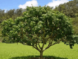 Daun Lebat dan Subur, Emak-emak Perlu Tahu, Ternyata Ini Penyebab Pohon Mangga Tak Berbuah