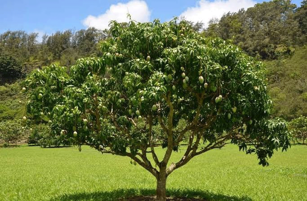 Pohon mangga