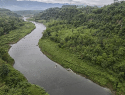 Kisah Heroik Suami di Indragiri Hilir, Selamatkan Istri dari Serangan Buaya
