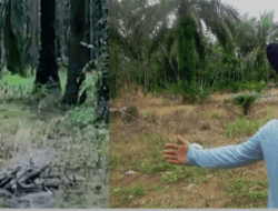 Seorang Petani di Dharmasraya Rekam Detik-detik Kemunculan Beruang di Kebun Sawit