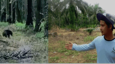 Petani abadikan kemunculan sekor harimau di kebun sawit