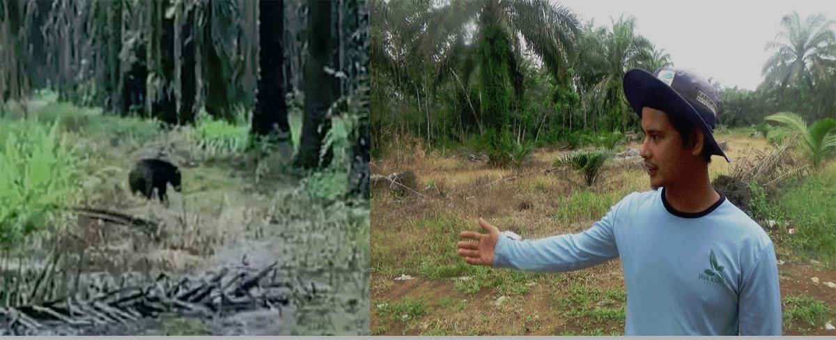 Petani abadikan kemunculan sekor harimau di kebun sawit