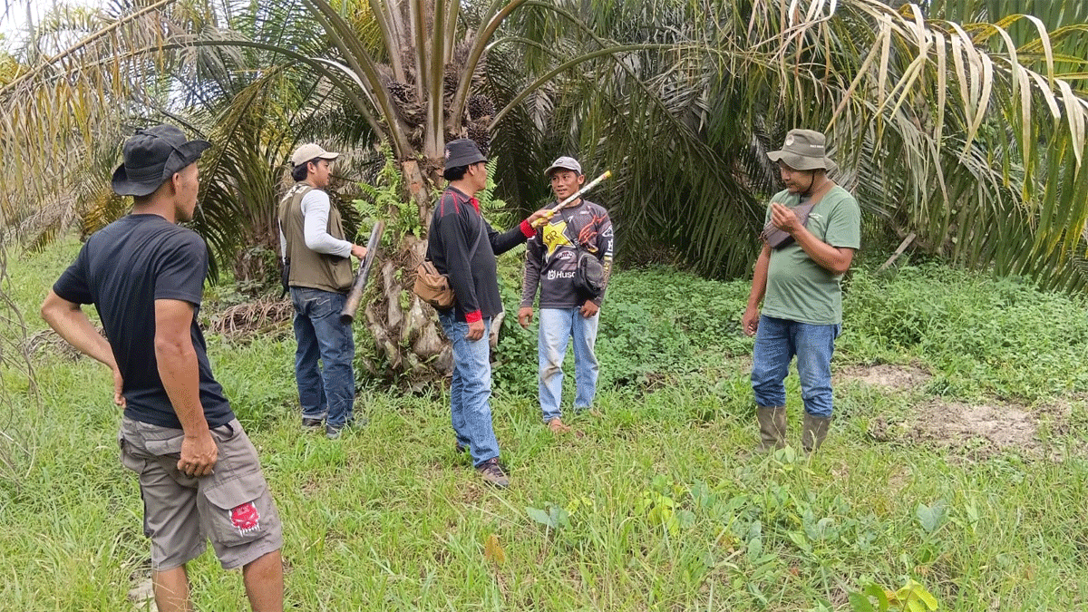 Tim BKSDA Sumbar turun ke lapangan guna memantau pergerakan seekor beruang yang muncul di kebun sawit, Jorong Pandaleh, Dharmasraya.