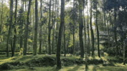 Ilustrasi hutan pinus