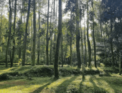 Hutan Pinus di Jorong Bamban, Destinasi Wisata Tersembunyi di Agam