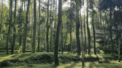 Ilustrasi hutan pinus