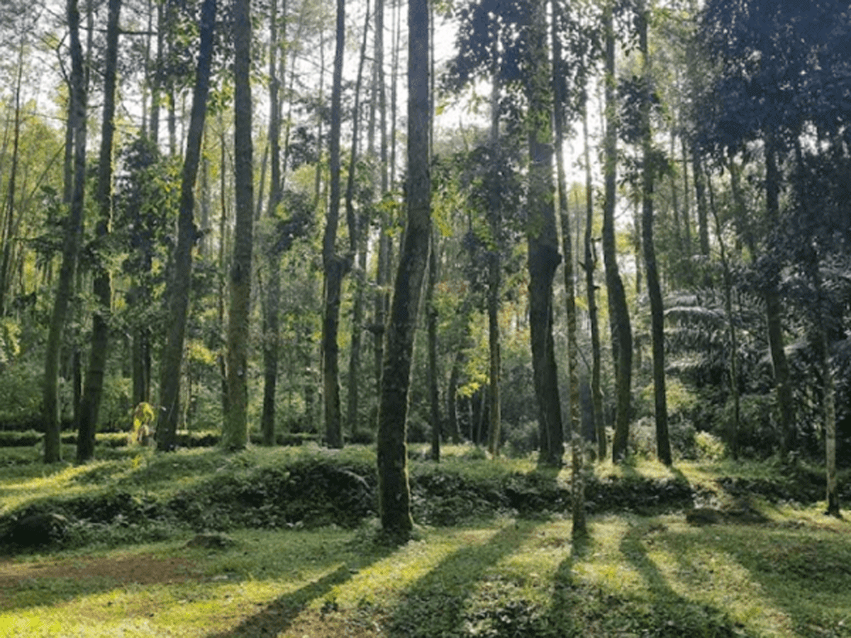 Ilustrasi hutan pinus