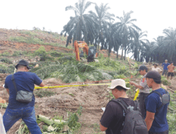 Diduga Tertimpa Pohon Sawit, Seorang Ibu Rumah Tangga di Dharmasraya Meninggal Dunia