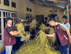 Inisiasi Program Silase Jerami untuk Tingkatkan Ketahanan Pakan Ternak di Nagari Padang Gantiang