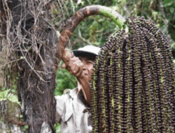 Kriteria Kualitas Air Optimal untuk Budidaya Tanaman Aren