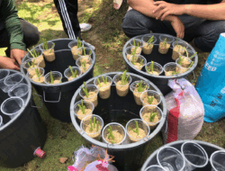 Satu Ember Dua Panen: Mengenal Budikdamber, Solusi Cerdas Ternak Ikan dan Sayur