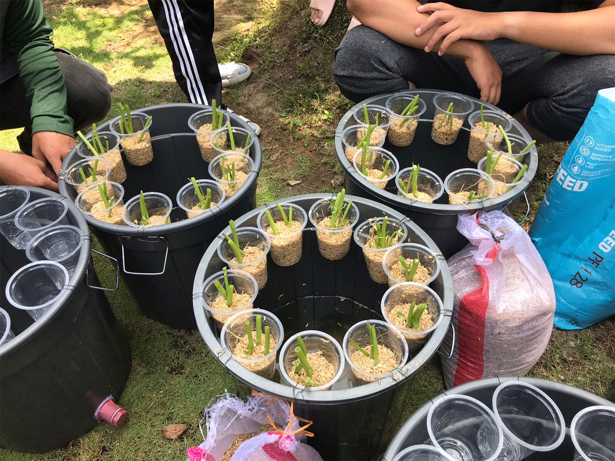 Dua tanaman dalam satu ember.