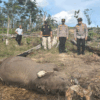 Anak Gajah Mati di Taman Nasional Tesso Nilo, Pemilik Lahan Jadi Tersangka