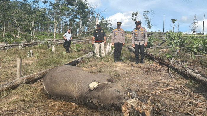 Gaji mati di Taman Nasional Teso Nilo.