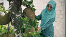 Anggota PKK dan buah nangka yang tinggal dipanen