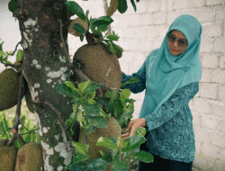 Olah Nangka Jadi Rendang dan Abon, Ibu-ibu PKK di Solok Selatan Raih Cuan