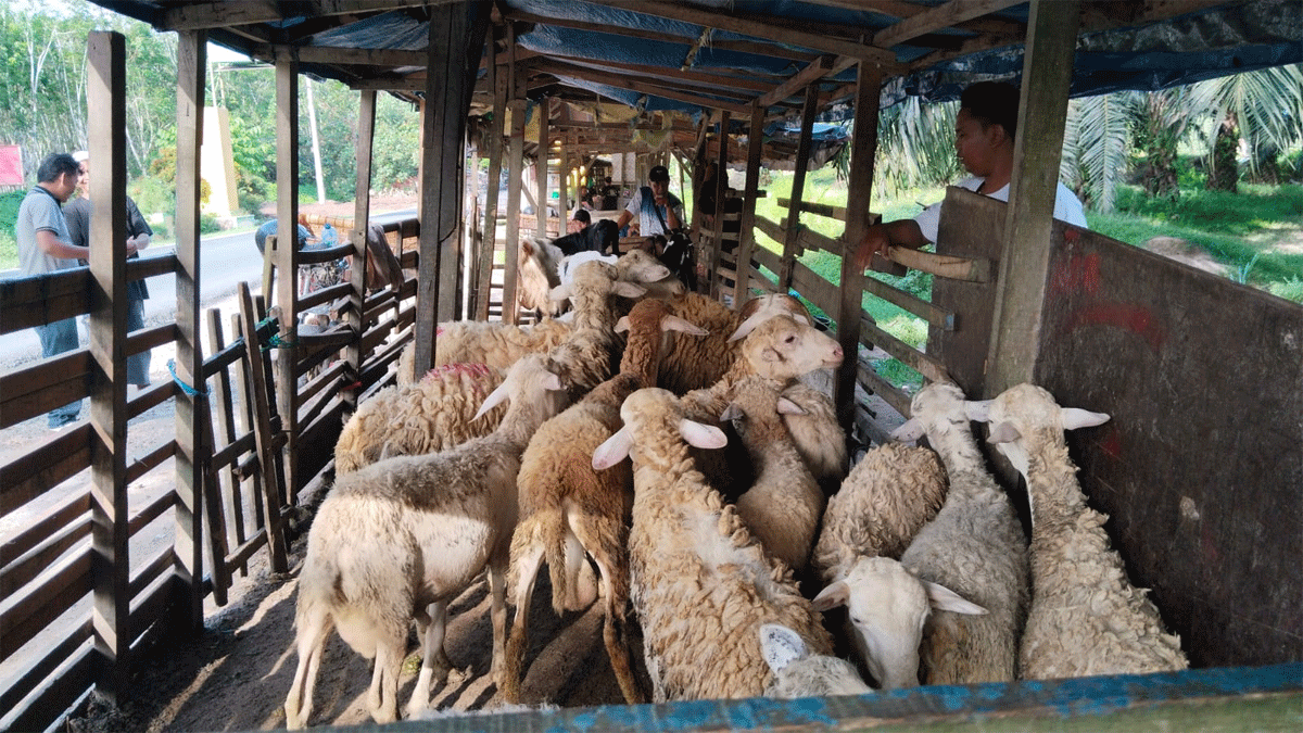 Pangkalan kambing Dolok Masihul