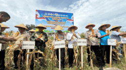 Polres Sergai Bergerak! Panen Raya Jagung Jadi Bukti Nyata Dukungan untuk Petani