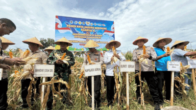 Polres Sergai Bergerak! Panen Raya Jagung Jadi Bukti Nyata Dukungan untuk Petani