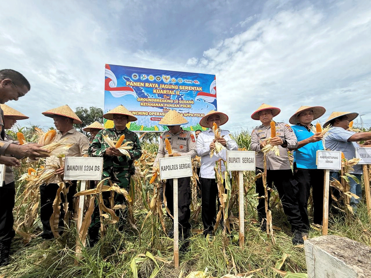 Polres Sergai Bergerak! Panen Raya Jagung Jadi Bukti Nyata Dukungan untuk Petani