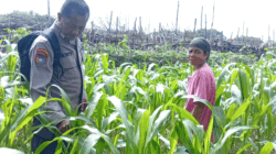 Jajaran Polsek Kuantan Hilir melakukan pengecekan tanaman jagung pipil milik kelompok tani di Desa Pelukahan, Kecamatan Kuantan Hilir Seberang, Kabupaten Kuantan Singingi (Kuansing), Jumat (8/5/2026).