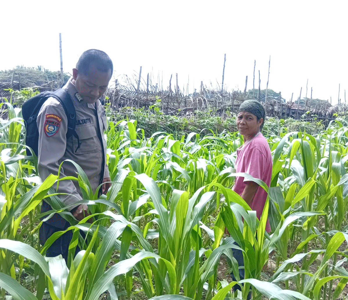 Jajaran Polsek Kuantan Hilir melakukan pengecekan tanaman jagung pipil milik kelompok tani di Desa Pelukahan, Kecamatan Kuantan Hilir Seberang, Kabupaten Kuantan Singingi (Kuansing), Jumat (8/5/2026).