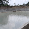 Bangkai Ayam Diduga Sebagai Pakan, Warga Kampung Pala Keluhkan Bau Busuk dari Kolam Lele