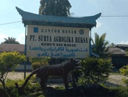 Program KKPA PT SAR Dongkrak Ekonomi Warga Kuansing, Ratusan Petani Rasakan Manfaat