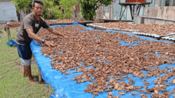 Pian saat menjemur bonggol batang pisang monyet