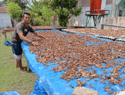 Kabar Gembira bagi Penderita Diabetes, Seorang Warga di Serdang Bedagai Temukan Ramuan Obat Tradisional